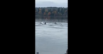 Kinh ngạc đàn cá voi sát thủ tiến sâu vào bến cảng ở Washington