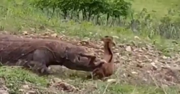 Màn tấn công đáng sợ của rồng Komodo đối với một con dê non