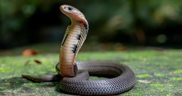Chớ lại đến gần các loài rắn hổ cực độc ở Việt Nam 