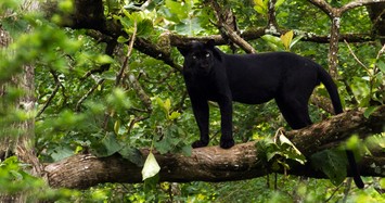 Văn bản cảnh báo người dân về việc xuất hiện 2 con báo đen nặng 100kg. 