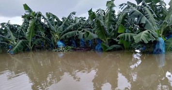 Hiện tượng bất thường, 1.500 ha trái cây của bầu Đức tại Lào bị ngập lụt