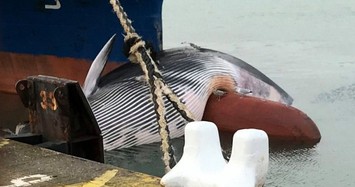 Đau lòng hình ảnh cá voi kẹt trong mũi tàu chở hàng ở Anh
