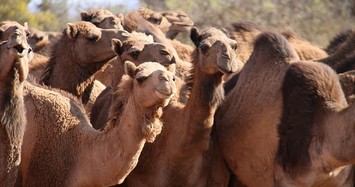 Cháy rừng hoành hành, Australia giết 10.000 lạc đà vì uống nước quá nhiều