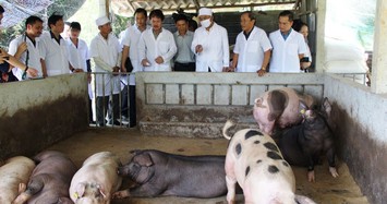 Giá heo hơi hôm nay 29/4: Trung Quốc tăng mua lợn giống nên khan hàng, thịt nhập 60.000đ/kg