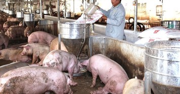 Giá heo hơi hôm nay 15/6: Ồ ạt đăng kí nhập khẩu gần 1 triệu con lợn, giá giảm mạnh