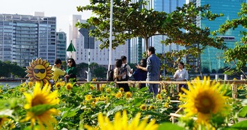Vườn hoa hướng dương ven sông Sài Gòn cực hút khách