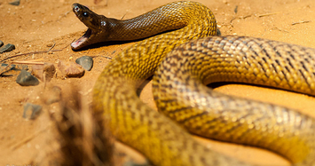 Một nhát cắn của rắn Taipan có thể giết chết 100 người! 