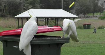 Video: Thú vị vẹt học nhau cạy nắp thùng rác để kiếm ăn