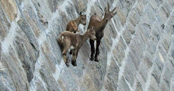 Video: Vì sao loài dê núi có thể leo lên vách tường thẳng đứng?