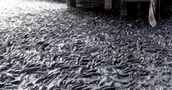 Video: Cảnh tượng hàng triệu con cá lao về phía bờ ao