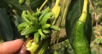 Video: Bất ngờ cây bơ Đà Lạt ra quả đột biến
