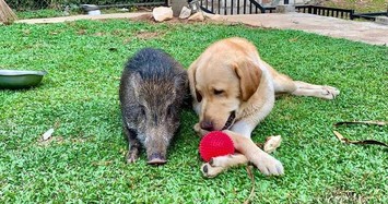 Video: Thú vị lợn rừng trở thành thú cưng trong nhà 