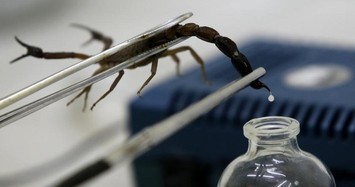 Video: Tận mục quá trình vắt nọc độc cực đắt đỏ của bọ cạp