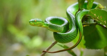 Video: Top loài rắn cực độc, giết người trong nháy mắt
