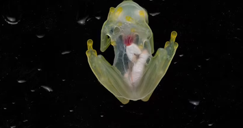 Video: Phát hiện ếch thuỷ tinh nhìn rõ toàn bộ bên trong cơ thể