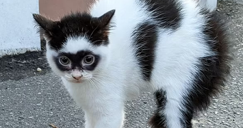 Video: Mèo “siêu nhân” có gương mặt kỳ lạ nổi tiếng khắp cõi mạng