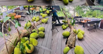 Video: Quán cafe độc lạ có cây mít trĩu quả mọc ở giữa nhà