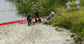 Video: Cảnh báo thảm họa ở Châu Âu khi cá chết nổi trắng ở sông 