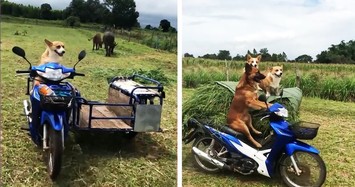 Phát sốt với chú chó biết lái xe máy chở cỏ giúp chủ