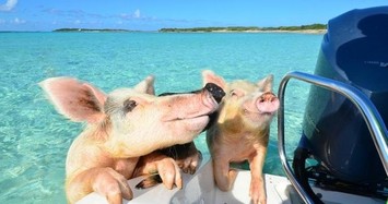 Những chú lợn biết bơi ra biển xin ăn