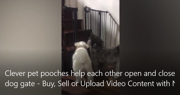 Cưng xỉu khoảnh khắc hai chú chó giúp nhau mở cửa 
