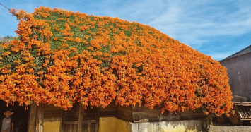 Ngẩn ngơ với ngôi nhà phủ đầy hoa ở TP Bảo Lộc