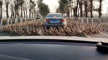 Kỳ lạ hàng trăm con vịt đi vòng quanh chiếc ô tô