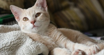 Vụ lừa đảo tiền điện tử tinh vi và mất gần 773.000 USD vì một con mèo