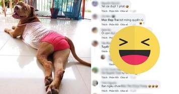 Chú chó 'nóng bỏng' khiến cộng đồng mạng cười xỉu