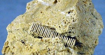 Hóa thạch 'đinh vít là món đồ thất lạc của người ngoài hành tinh?