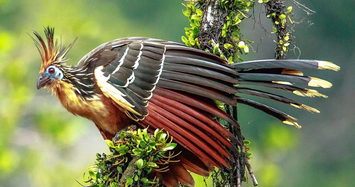 Ngắm loài chim duy nhất có móng vuốt ở cánh ngỡ khủng long tiền sử 