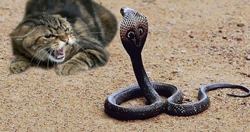 Những màn giao chiến sống còn giữa mèo và rắn