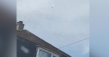 Thị trấn bị bầy ong khổng lồ xâm chiếm  