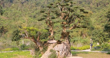 Ngắm cây duối nghìn năm có dáng bàn tay phật ở Ninh Bình