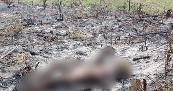Phát hiện thi thể cháy đen trong rẫy vườn tràm ở Quảng Bình