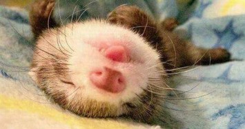 Ngắm khoảnh khắc đáng yêu của động vật khi ngủ