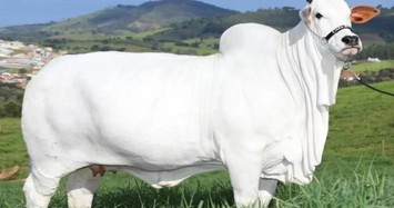 Bò trắng khổng lồ có giá hơn trăm tỷ mỗi con 