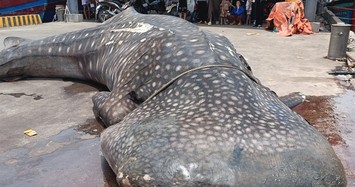 Cá nhám voi dạt vào bờ: Điềm lành trong tín ngưỡng của ngư dân?