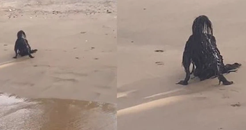 'Người ngoài hành tinh đen' xuất hiện trên bãi biển?