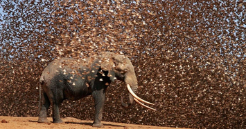 Hàng ngàn con chim sẻ điên châu Phi đồng loạt tấn công voi