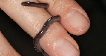 Thực hư loài rắn mini độc nhất Việt Nam 'cắn là chết'
