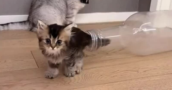 Thích thú xem mèo con khéo léo chui vào chai nhỏ