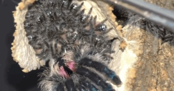 Xem nhện ngọc Brazil ẩn mình sinh con trong vỏ cây