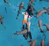 Rùng mình du khách bơi cùng hàng chục con cá mập