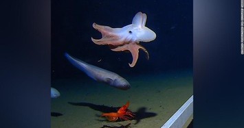 Bắt gặp bạch tuộc có tai dưới đáy đại dương 