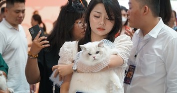 Ngắm mèo quý tộc đua nhau khoe sắc tại cuộc thi mèo lớn nhất Việt Nam