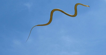 Độc đáo loài rắn biết bay ở Việt Nam