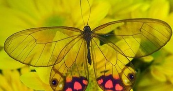 Mê mẩn loài bướm đẹp nhất hành tinh 