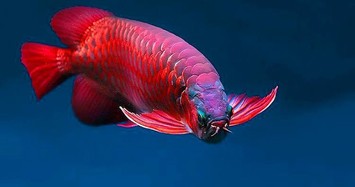 Vẻ đẹp ấn tượng của loài cá đắt bậc nhất thế giới