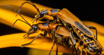 Kỳ lạ loài bọ Zombie có hành vi 'đồi bại' trong tự nhiên